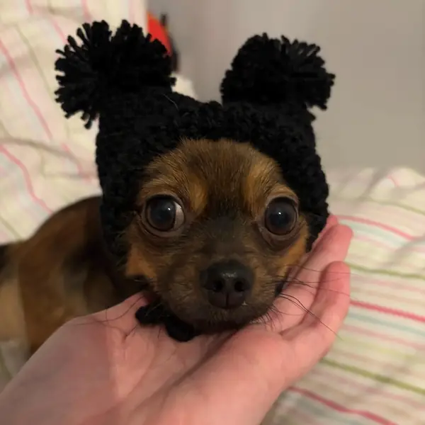 Customer photo: small dog wearing a Caperro hat