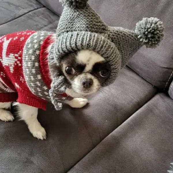 Customer photo: small dog wearing a Caperro hat