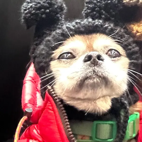 Customer photo: small dog wearing a Caperro hat