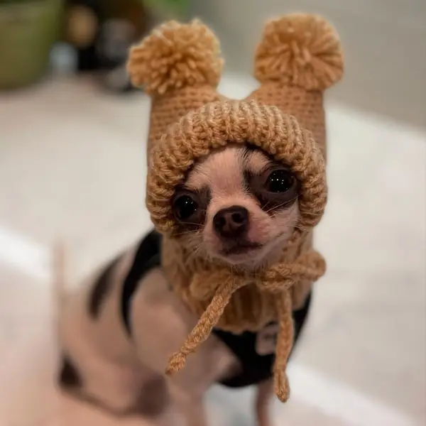 Customer photo: small dog wearing a Caperro hat