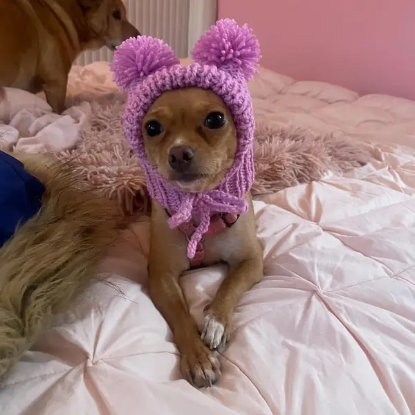 Customer photo: small dog wearing a Caperro hat
