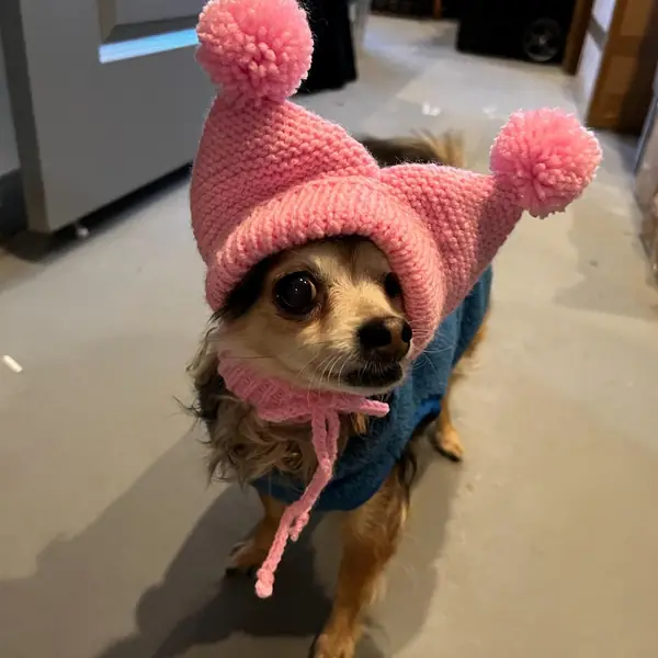 Customer photo: small dog wearing a Caperro hat