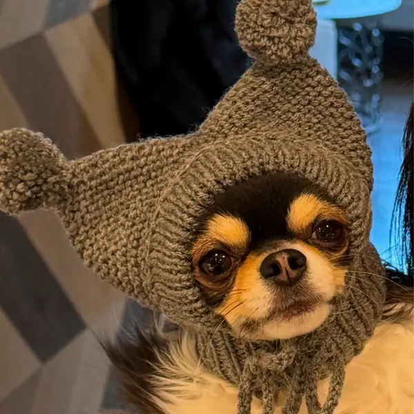 Customer photo: small dog wearing a Caperro hat