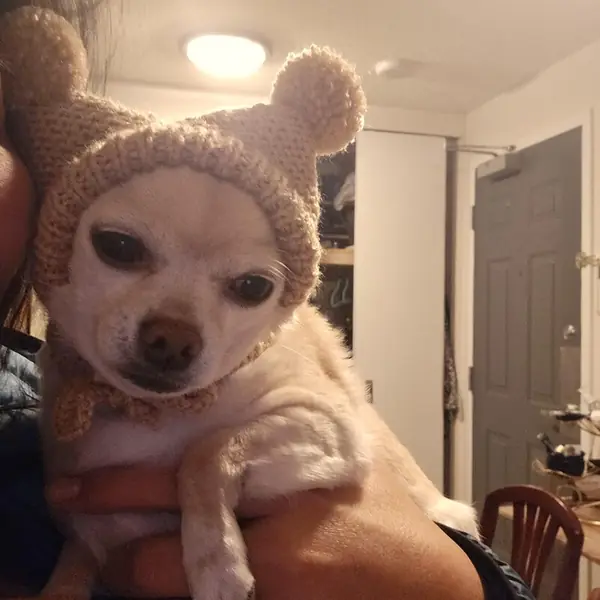 Customer photo: small dog wearing a Caperro hat