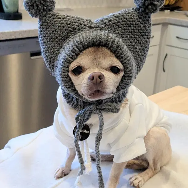 Customer photo: small dog wearing a Caperro hat