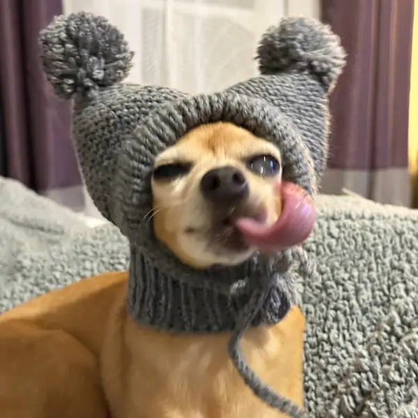 Customer photo: small dog wearing a Caperro hat