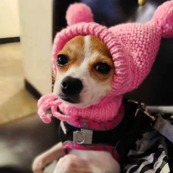 Customer photo: small dog wearing a Caperro hat