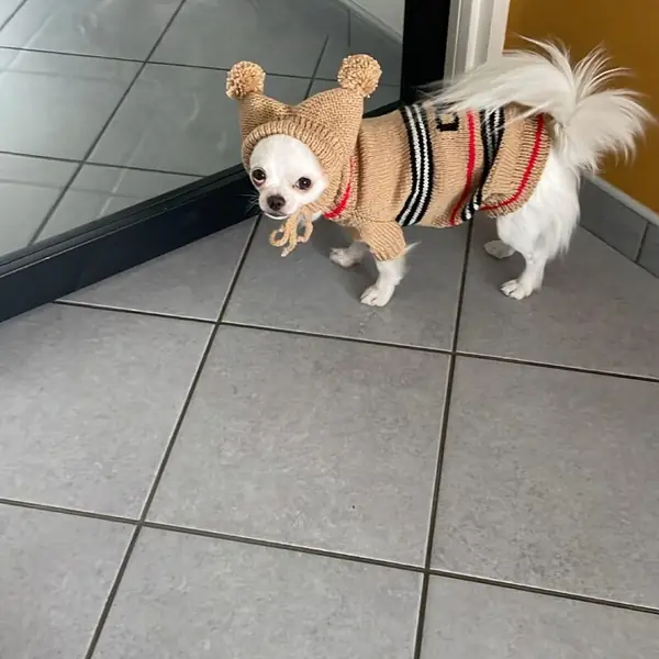 Customer photo: small dog wearing a Caperro hat