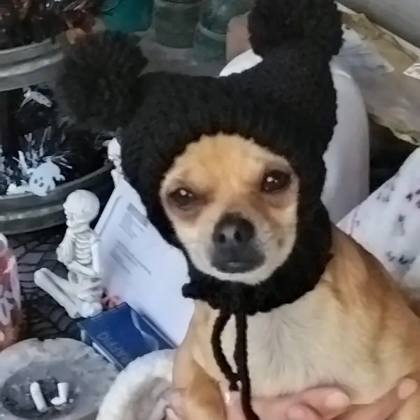 Customer photo: small dog wearing a Caperro hat
