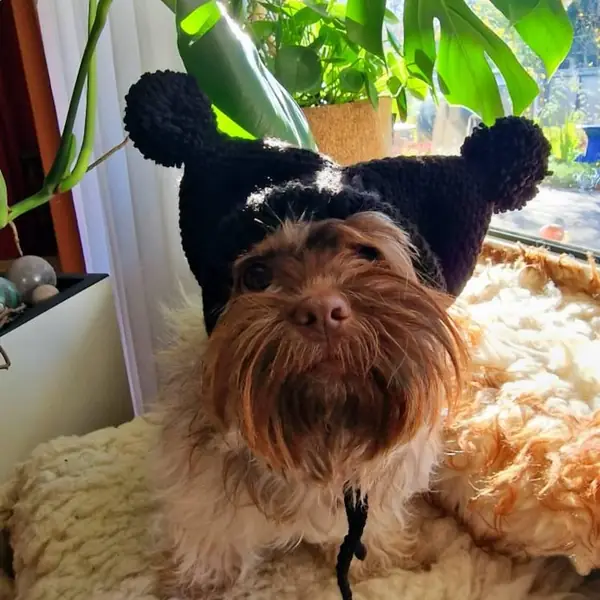 Customer photo: small dog wearing a Caperro hat